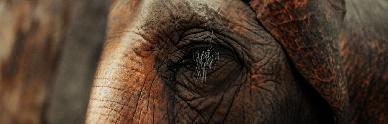 It is an elephant.